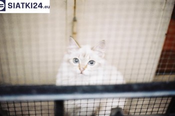 Siatki Łask - Zabezpieczenie balkonu siatką - Kocia siatka - bezpieczny kot dla terenów Łasku